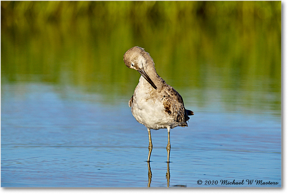 Willet_2020Jun20_3DXA4291 copy