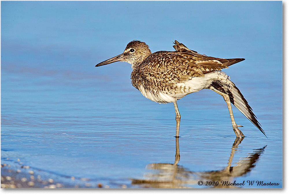 Willet_2020Jun20_3DXA4311 copy