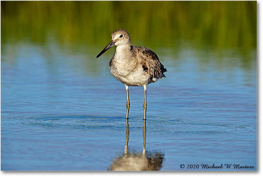 Willet_2020Jun20_3DXA4314 copy