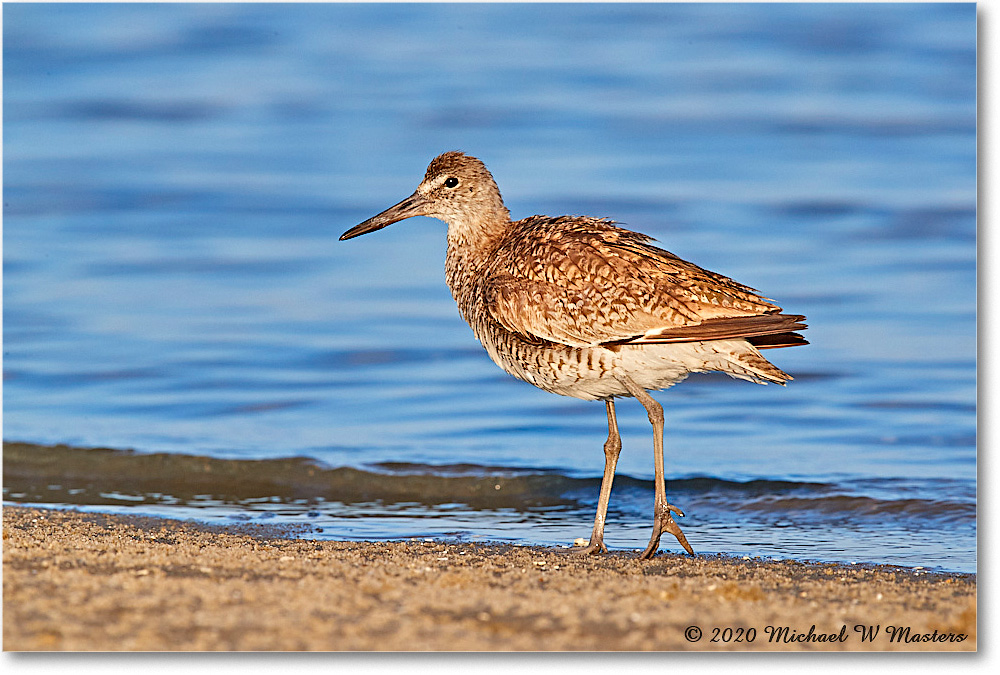 Willet_2020Jun20_3DXA4456 copy