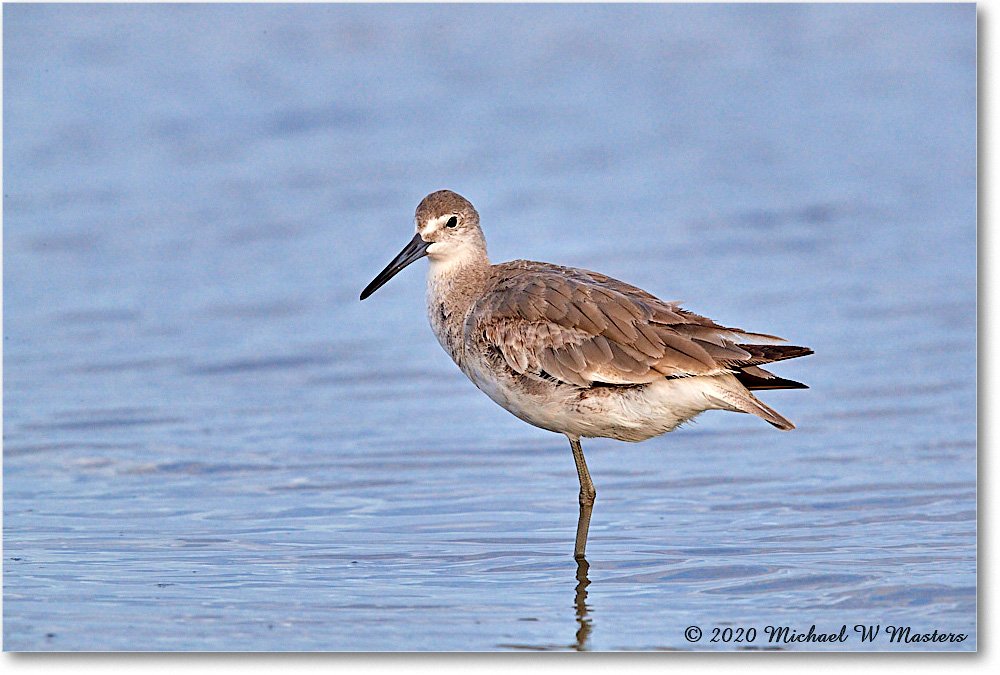 Willet_2020Jun20_3DXA4685 copy