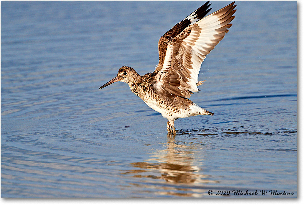 Willet_2020Jun20_4DXB8304 copy