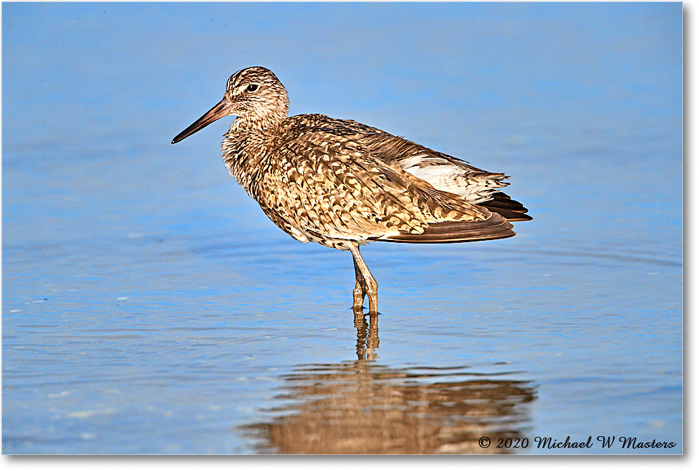 Willet_2020Jun20_4DXB8371 copy