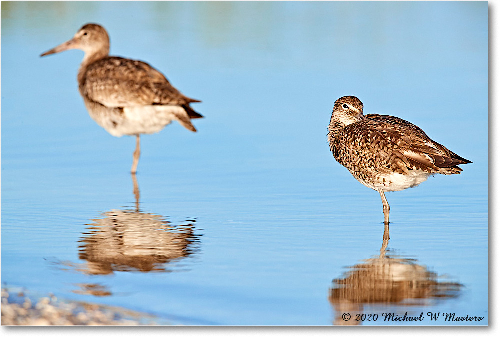 Willets_2020Jun20_3DXA4203 copy