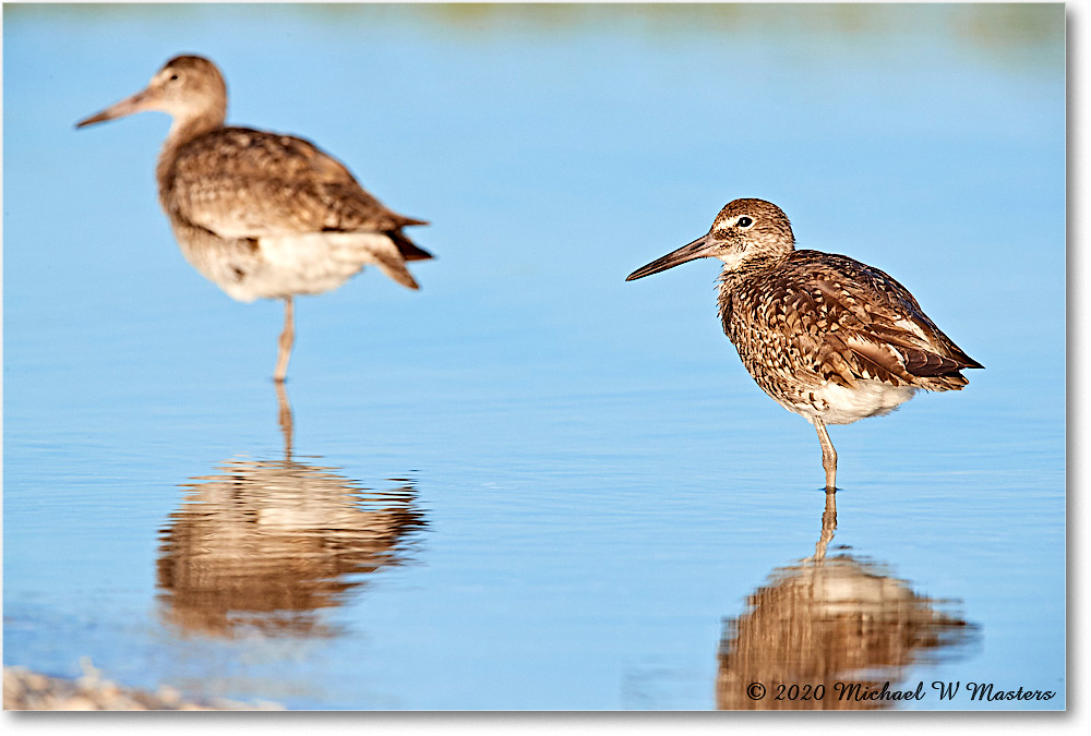 Willets_2020Jun20_3DXA4207 copy