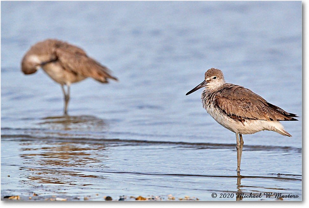 Willets_2020Jun20_3DXA4634 copy