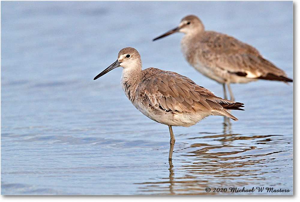 Willets_2020Jun20_3DXA4652 copy