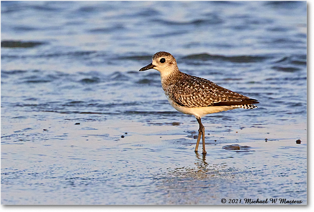 BlackBelliedPlover_TomsCove_2021Jun_R5B03502 copy