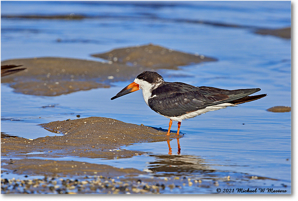 BlackNeckSkimmer_TomsCove_2021Jun_R5A03778 copy