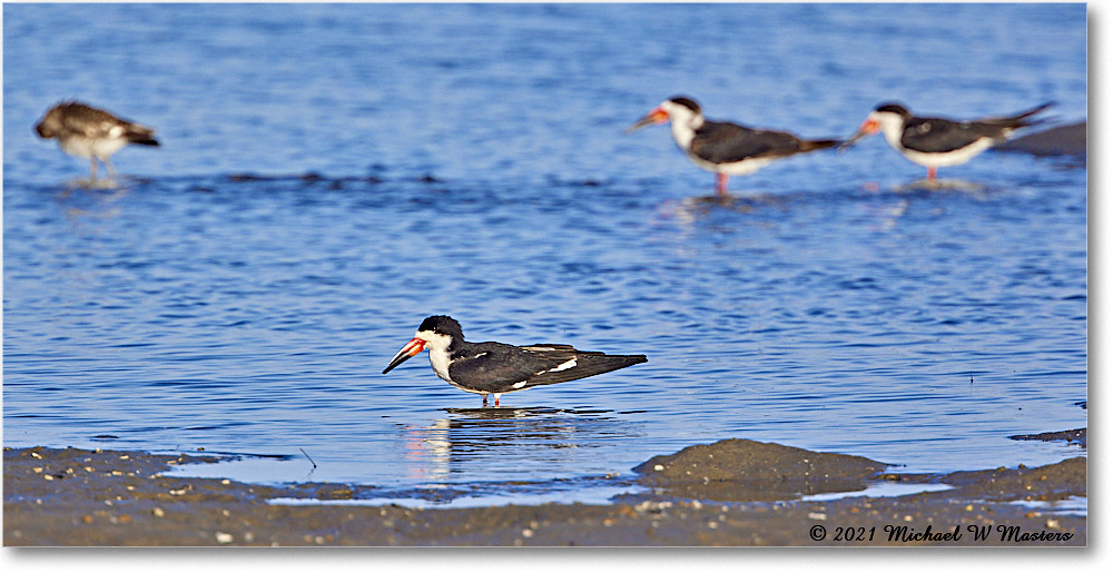 BlackNeckSkimmer_TomsCove_2021Jun_R5B01404 copy