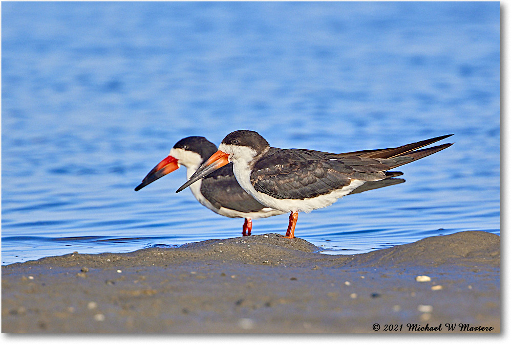 BlackNeckSkimmer_TomsCove_2021Jun_R5B01585 copy