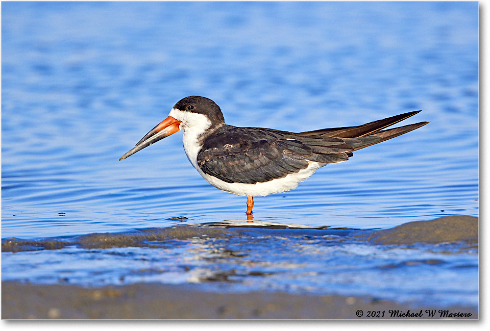 BlackNeckSkimmer_TomsCove_2021Jun_R5B01825 copy