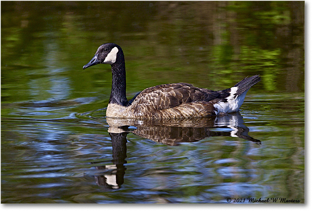 CanadaGoose_OysterBayII_2021Jun_R5B03048 copy