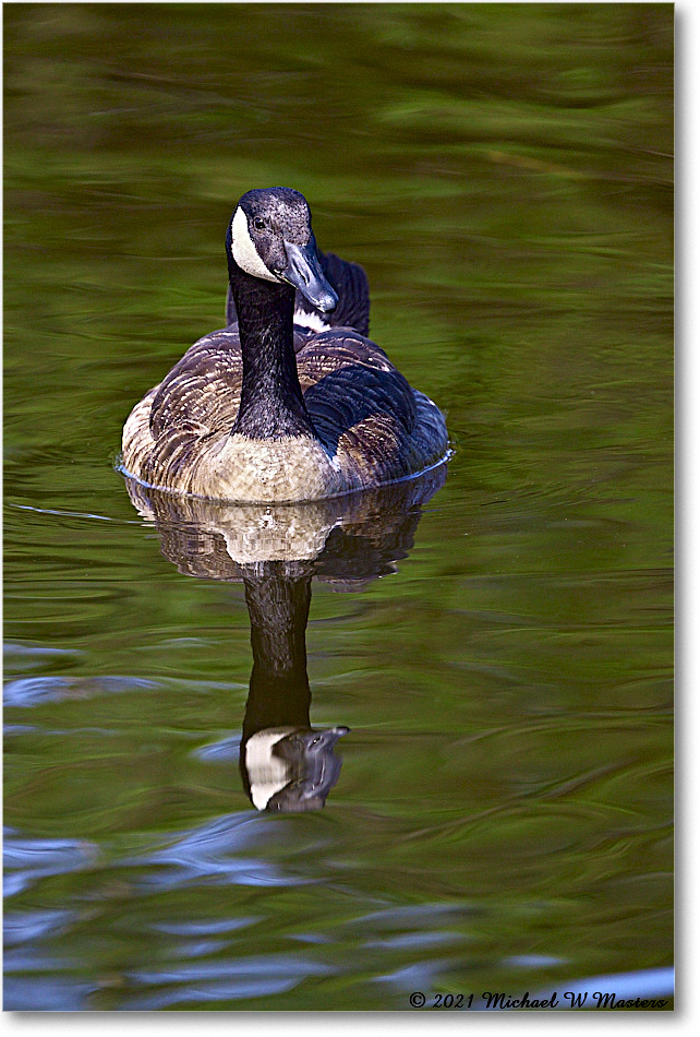 CanadaGoose_OysterBayII_2021Jun_R5B03059 copy