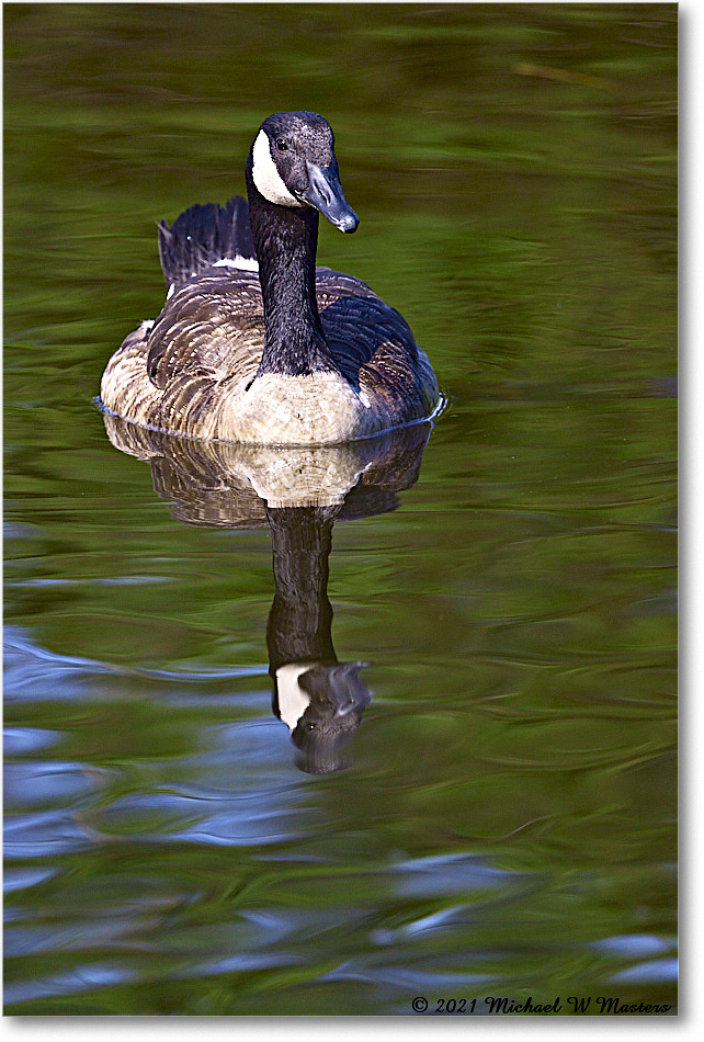 CanadaGoose_OysterBayII_2021Jun_R5B03077 copy