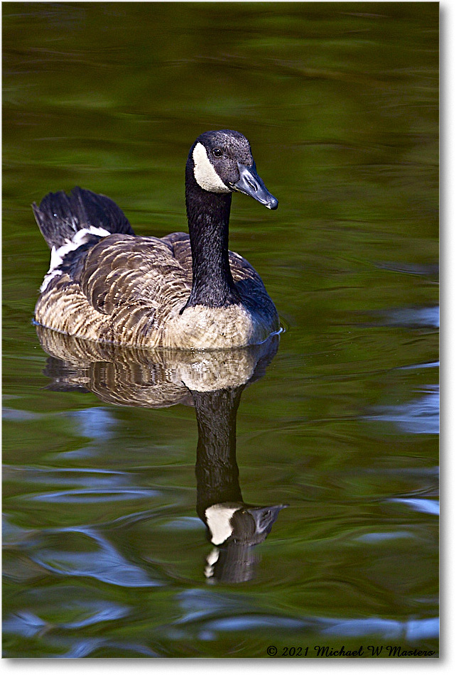 CanadaGoose_OysterBayII_2021Jun_R5B03113 copy