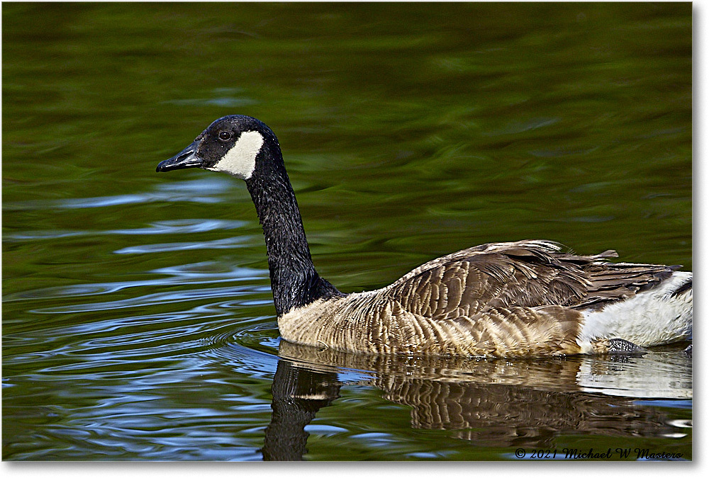 CanadaGoose_OysterBayII_2021Jun_R5B03126 copy