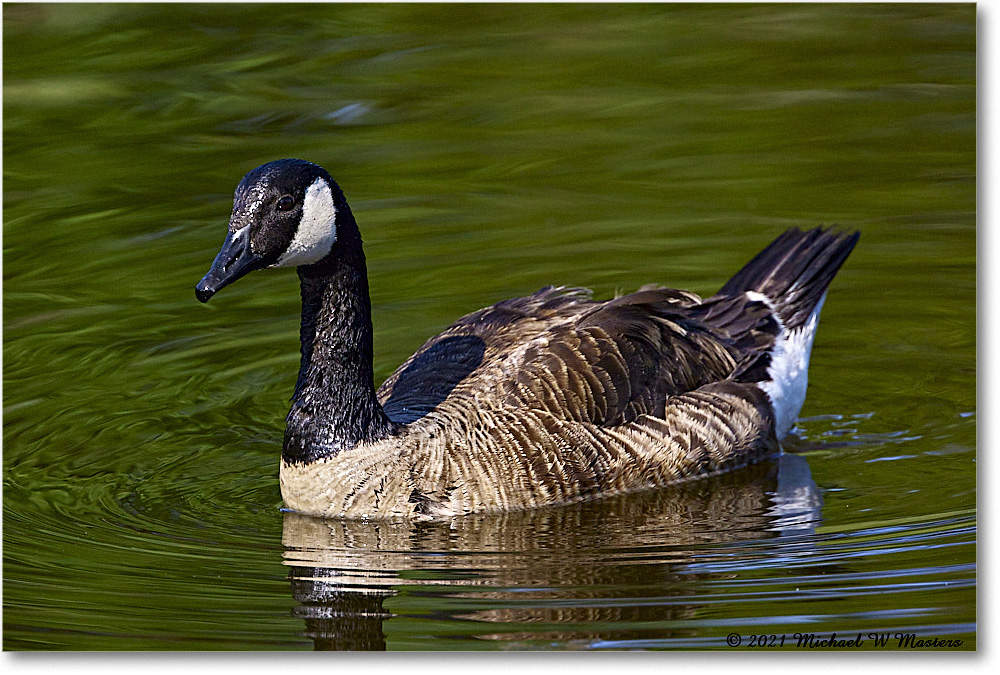 CanadaGoose_OysterBayII_2021Jun_R5B03152 copy
