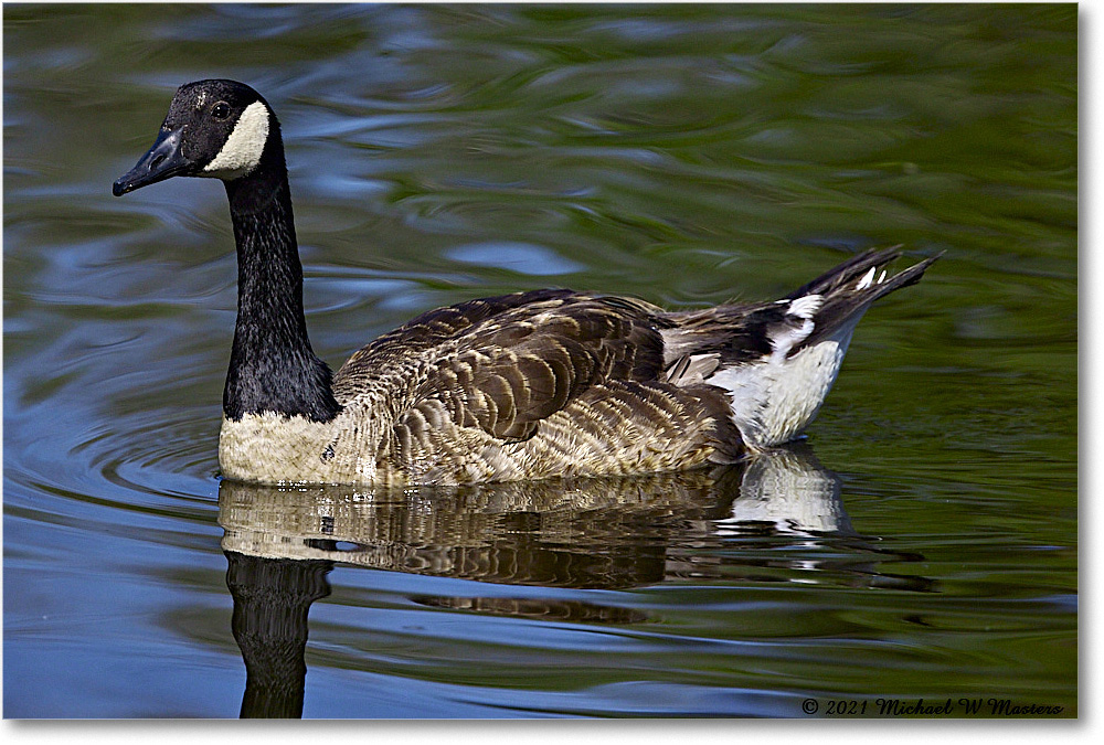 CanadaGoose_OysterBayII_2021Jun_R5B03172 copy