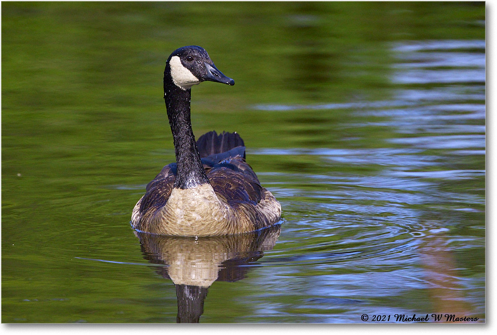 CanadaGoose_OysterBayII_2021Jun_R5B03190 copy