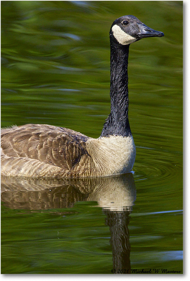 CanadaGoose_OysterBayII_2021Jun_R5B03196 copy