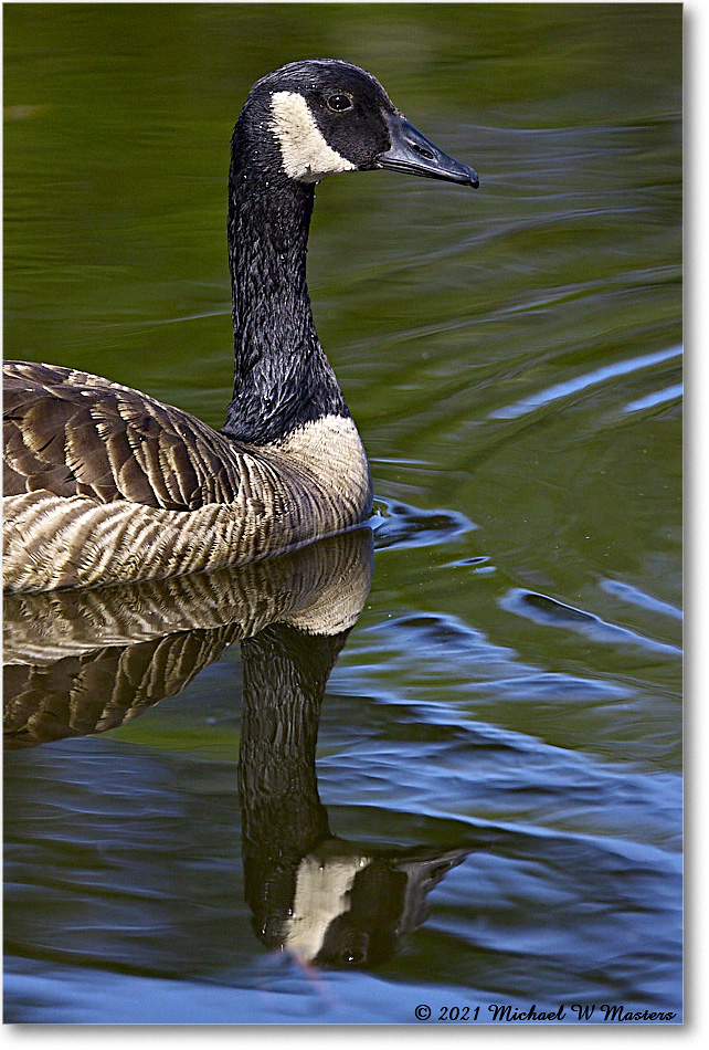 CanadaGoose_OysterBayII_2021Jun_R5B03222 copy