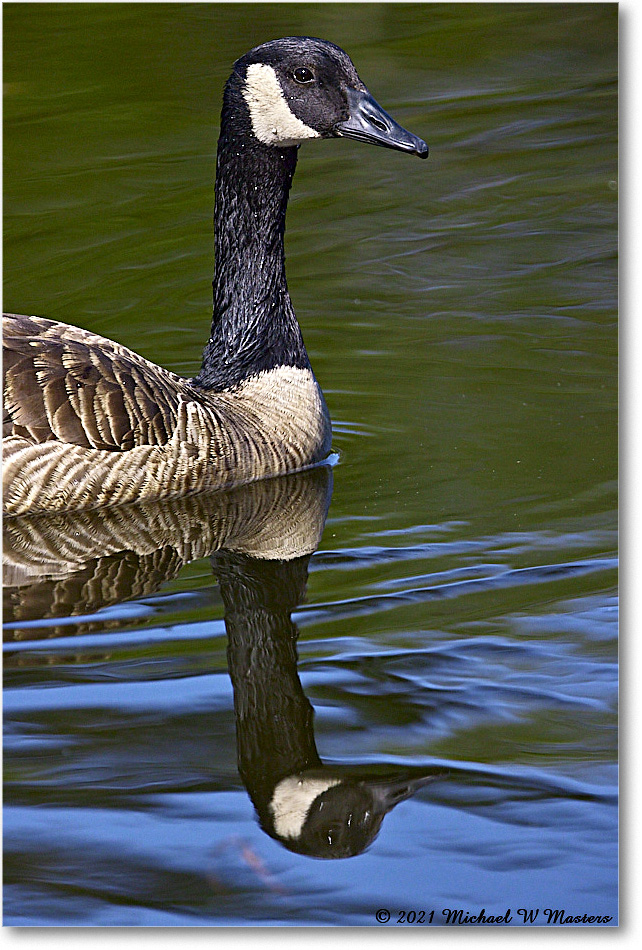 CanadaGoose_OysterBayII_2021Jun_R5B03234 copy