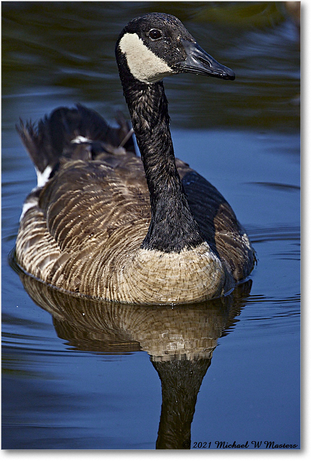 CanadaGoose_OysterBayII_2021Jun_R5B03246 copy