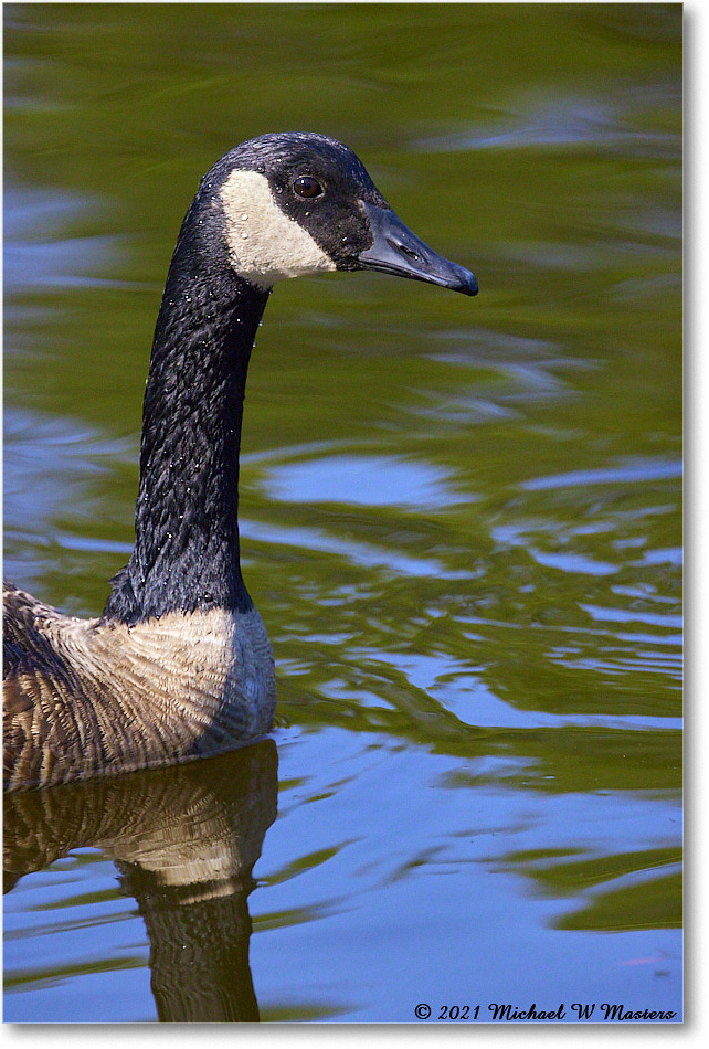 CanadaGoose_OysterBayII_2021Jun_R5B03258 copy