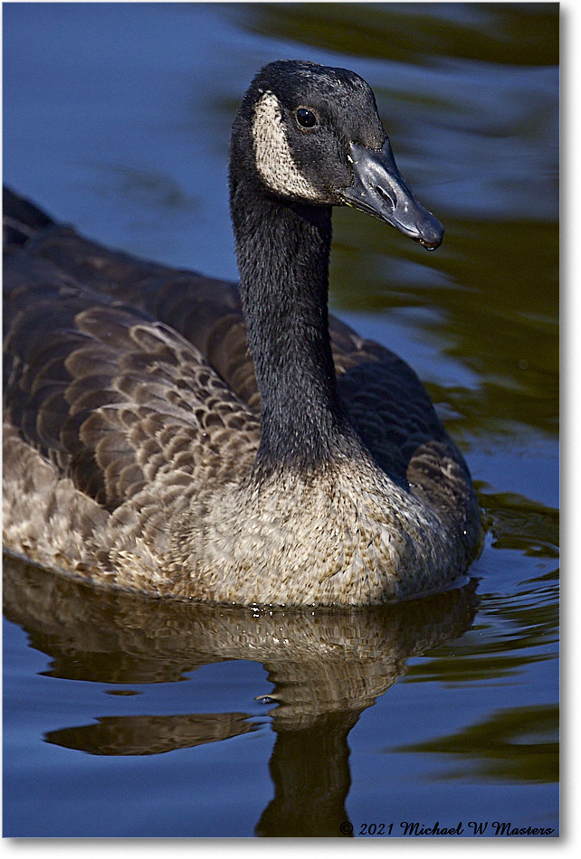 CanadaGoose_OysterBayII_2021Jun_R5B03278 copy