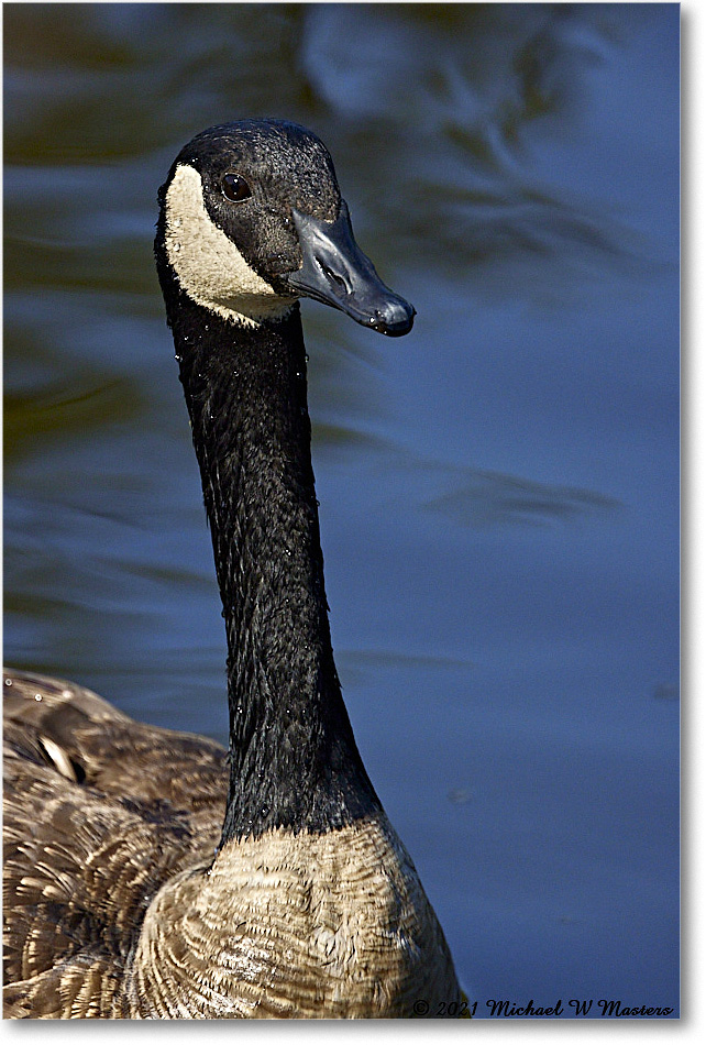 CanadaGoose_OysterBayII_2021Jun_R5B03296 copy