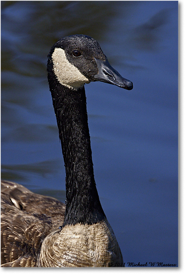 CanadaGoose_OysterBayII_2021Jun_R5B03312 copy