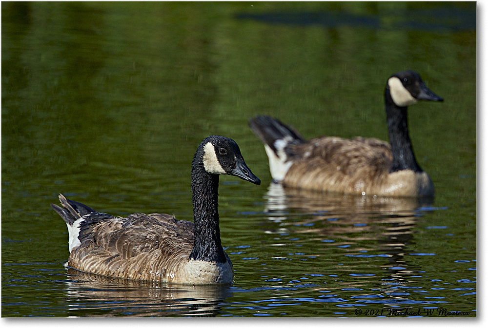 CanadaGoose_OysterBayII_2021Jun_R5B03386 copy