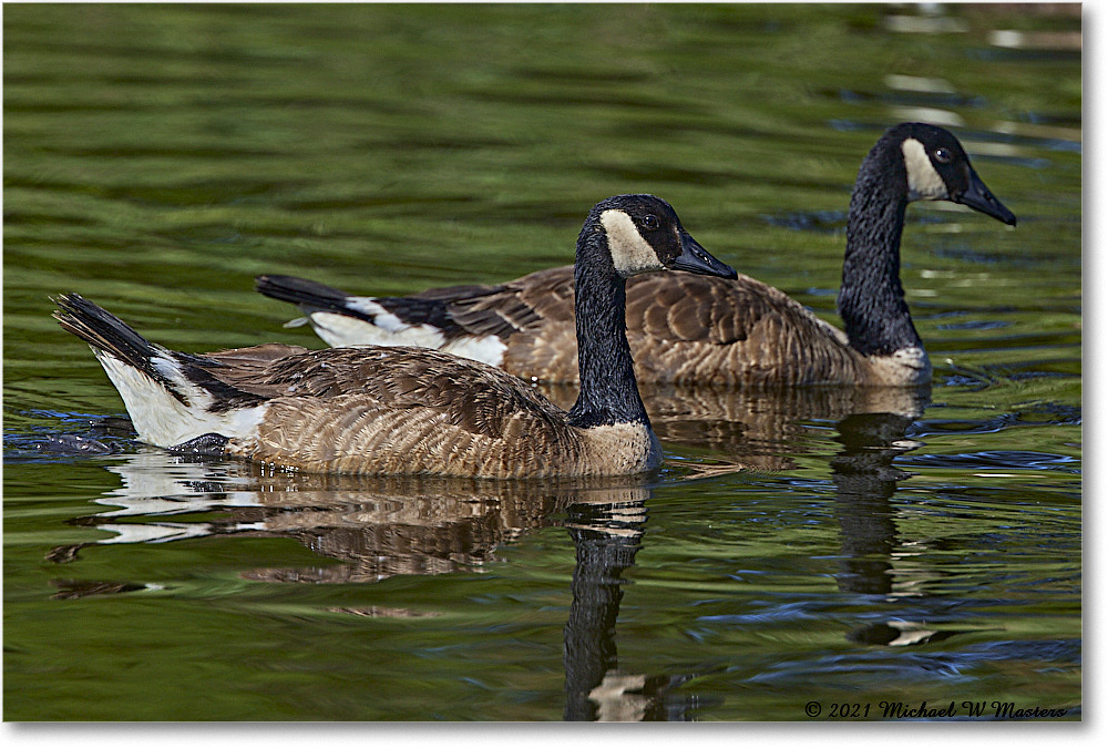 CanadaGoose_OysterBayII_2021Jun_R5B03390 copy