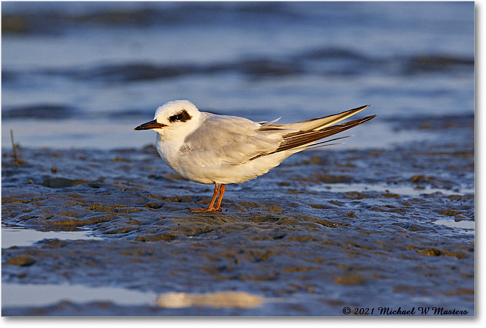 Forster'sTern_TomsCove_2021Jun_R5B03571 copy