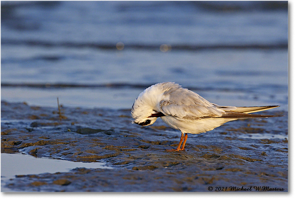 Forster'sTern_TomsCove_2021Jun_R5B03589 copy