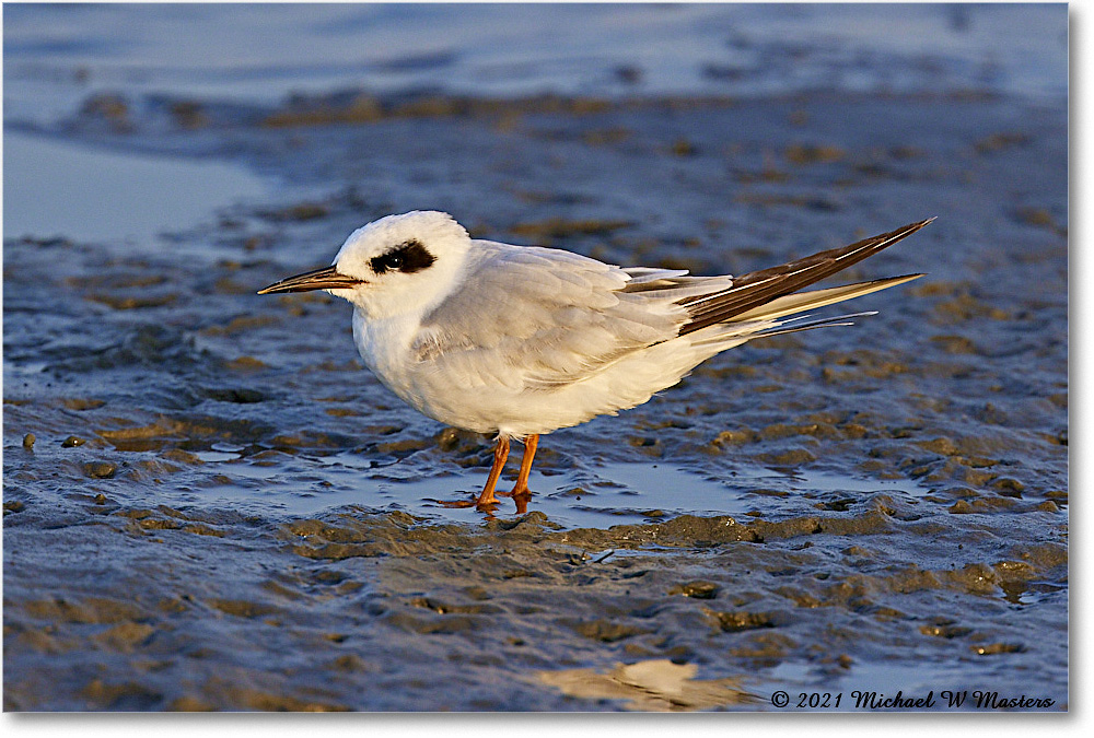 Forster'sTern_TomsCove_2021Jun_R5B03617 copy