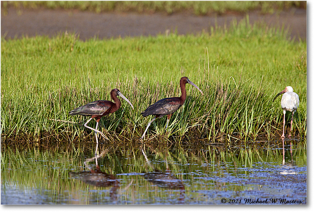 GlossyIbis_ChincoNWR_2021Jun_R5A05142 copy