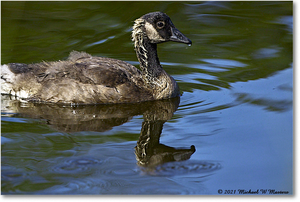 Goosling_OysterBayII_2021Jun_R5B03213 copy
