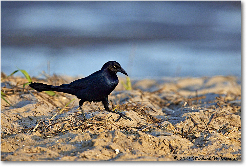 Grackle_Assategue_2021Jun_R5A04712 copy