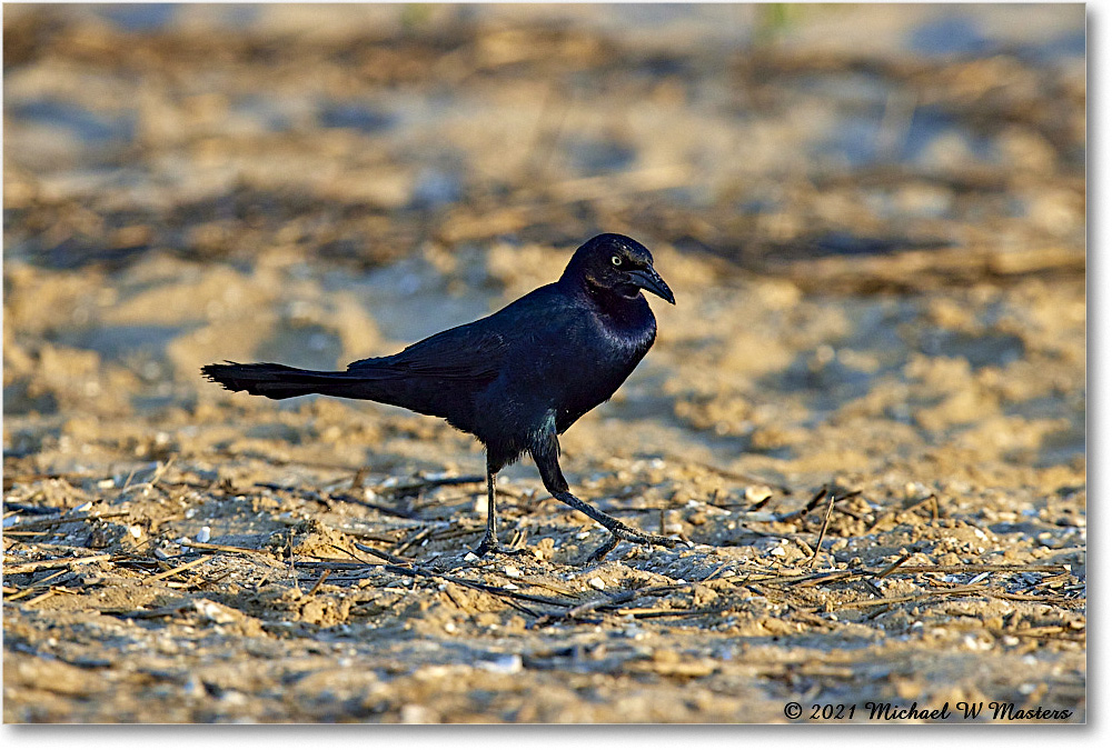 Grackle_Assategue_2021Jun_R5A04715 copy