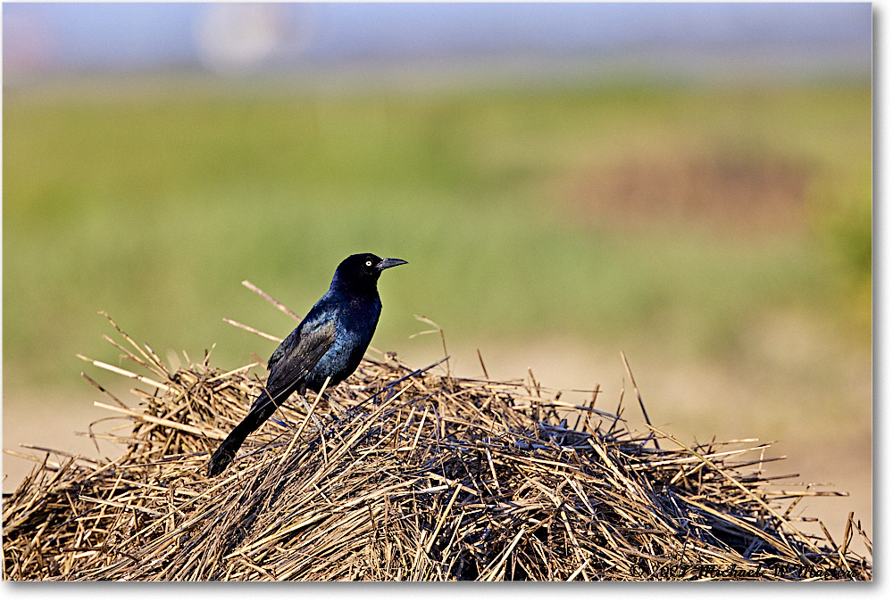 Grackle_Assategue_2021Jun_R5B02785 copy