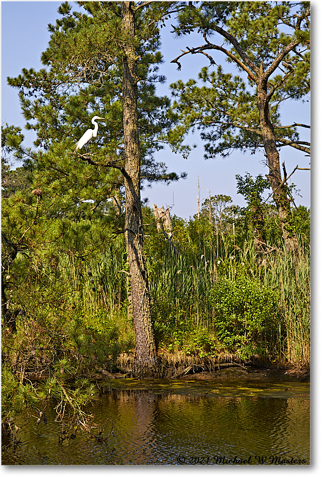 GreatEgret_OysterBayII_2021Jun_5DA03039 copy