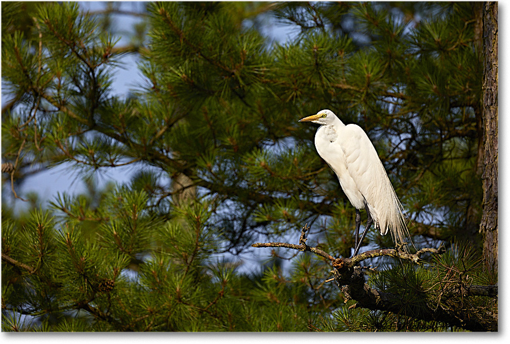 GreatEgret_OysterBayII_2021Jun_5DB02369 copy