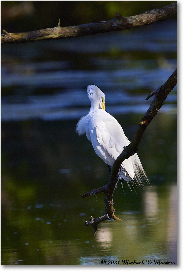 GreatEgret_OysterBayII_2021Jun_R5B02383 copy