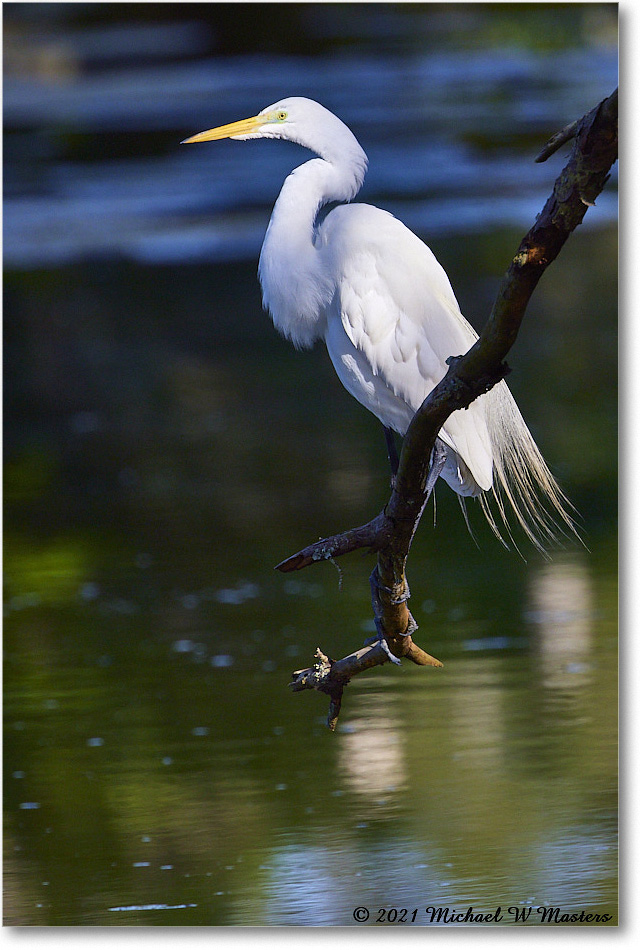 GreatEgret_OysterBayII_2021Jun_R5B02423 copy