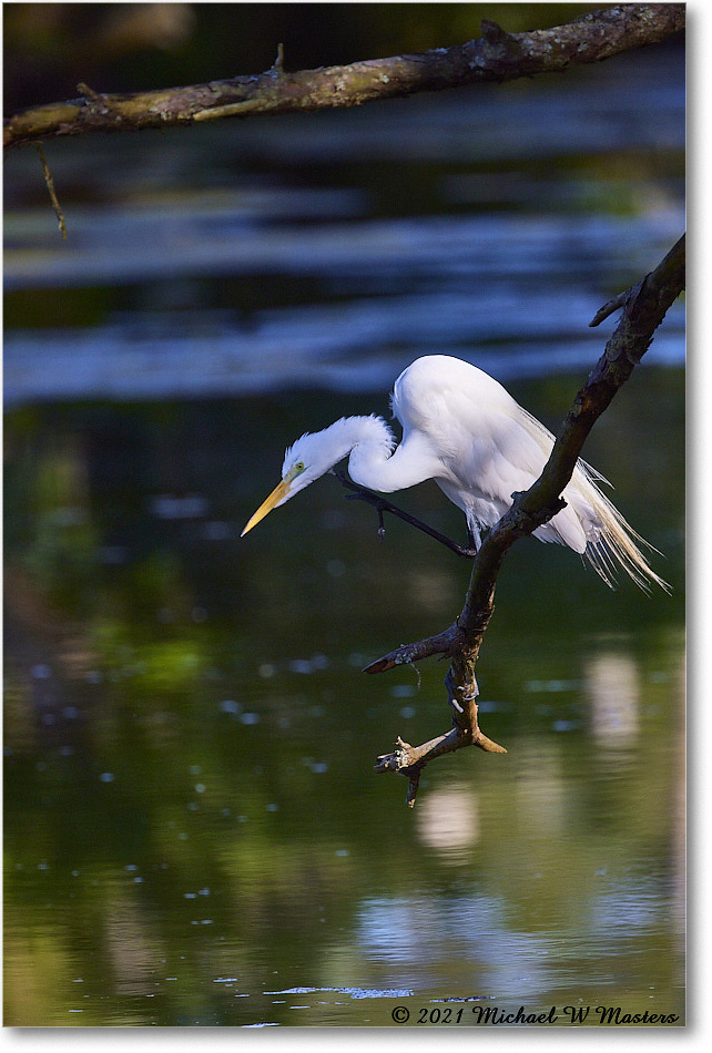 GreatEgret_OysterBayII_2021Jun_R5B02586 copy