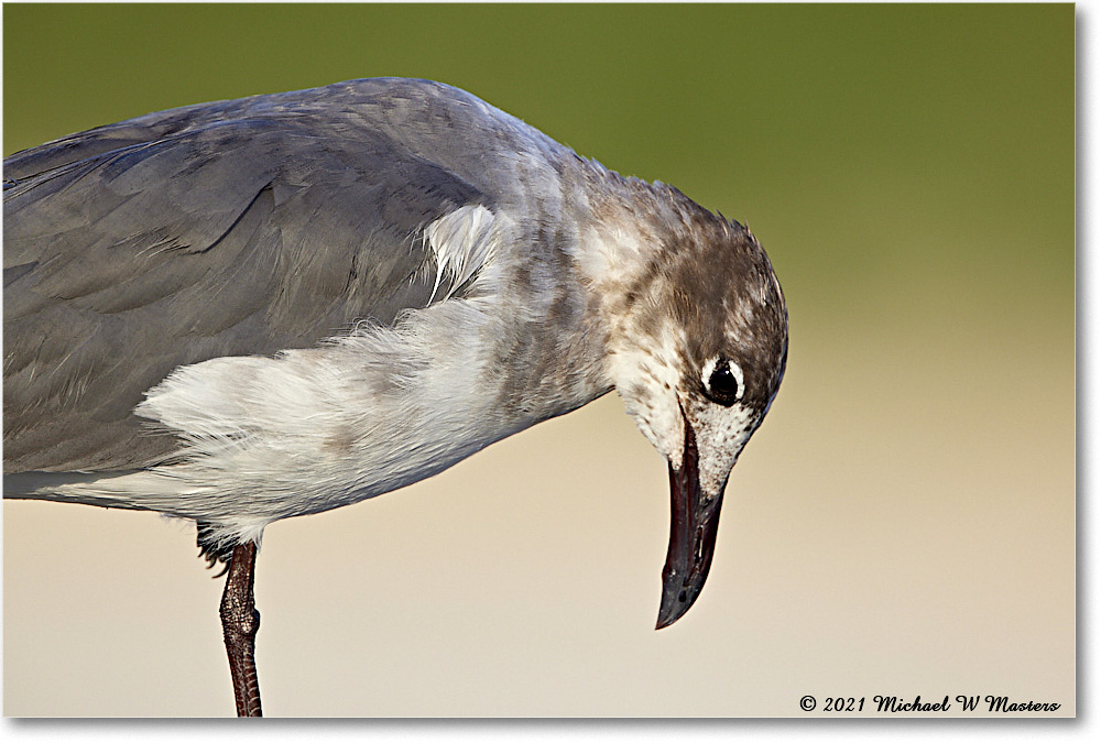 LaughingGull_Assateague_2021Jun_R5B02798 copy
