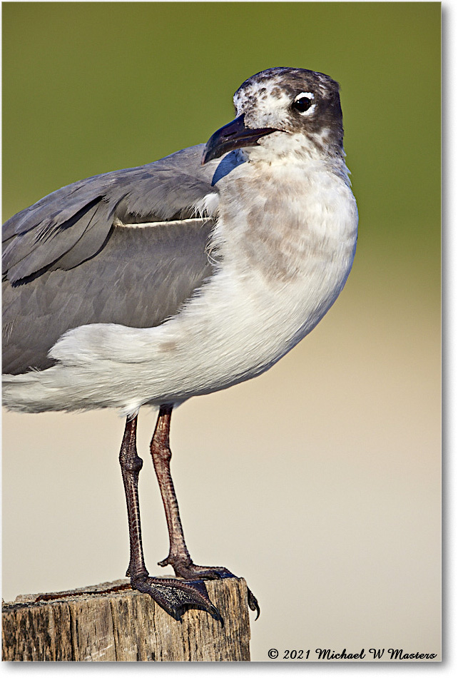 LaughingGull_Assateague_2021Jun_R5B02813 copy
