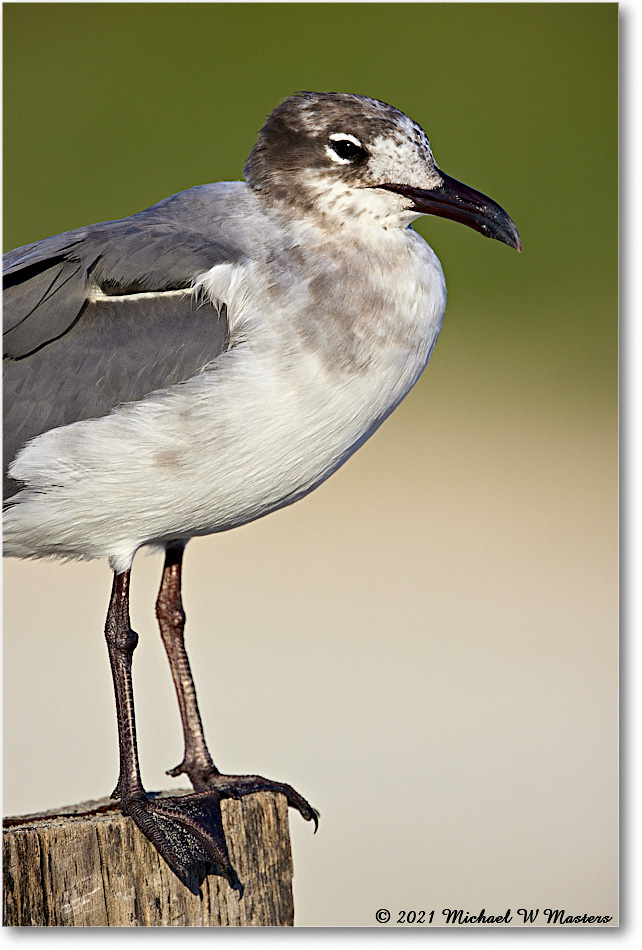 LaughingGull_Assateague_2021Jun_R5B02827 copy